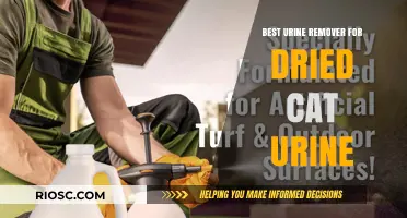 Ultimate Guide to Removing Dried Cat Urine: Top Products and Tips