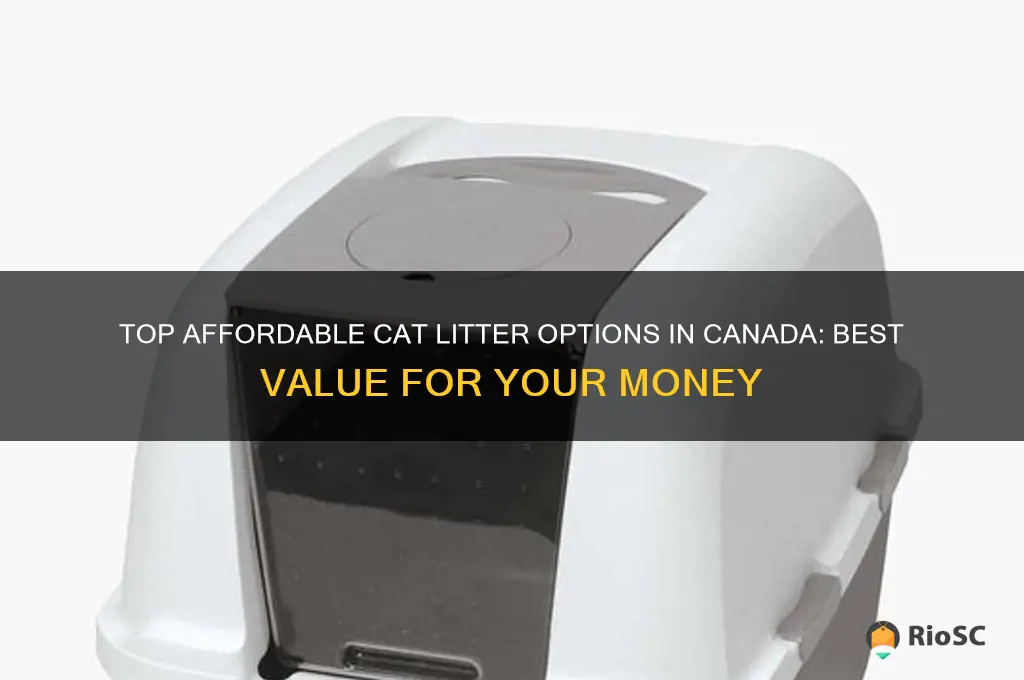 best value cat litter canada