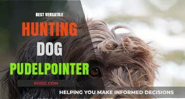 Pudelpointer: The Ultimate Versatile Hunting Dog for Every Terrain and Game