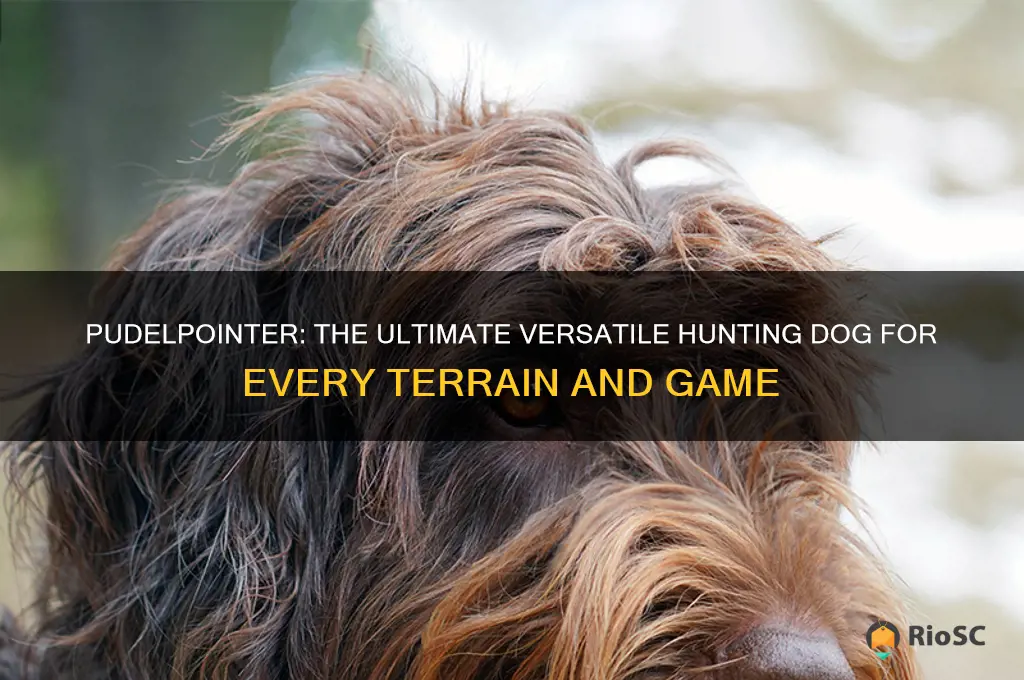 best versatile hunting dog pudelpointer