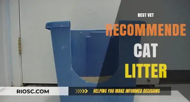 Top Vet-Recommended Cat Litters for a Clean, Healthy, and Happy Feline Home