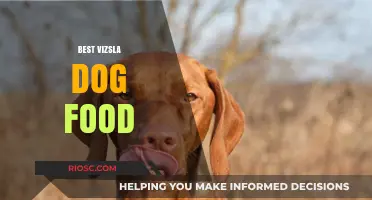 Top-Rated Vizsla Dog Food: Nutrition Tips for a Healthy and Energetic Companion