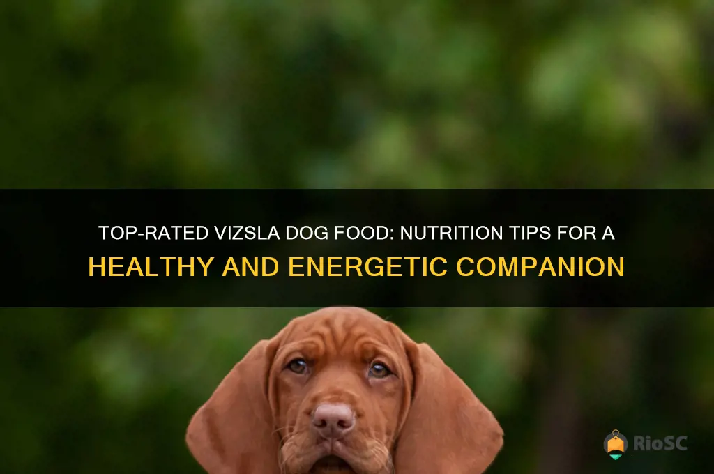 best vizsla dog food