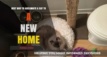 Smooth Transitions: A Guide to Acclimating Your Feline Friend to a New Home