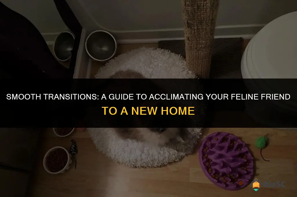 best way to acclimate a cat to a new home