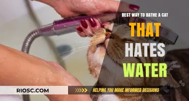Purr-fectly Clean: A Gentle Guide to Bathing Your Water-Wary Feline Friend