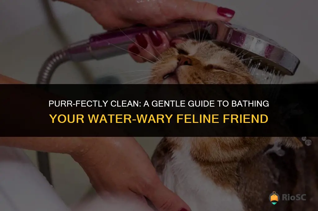best way to bathe a cat that hates water