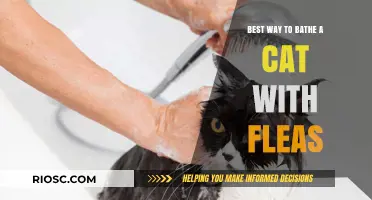 Effective Flea-Bathing Techniques for Cats: A Comprehensive Guide