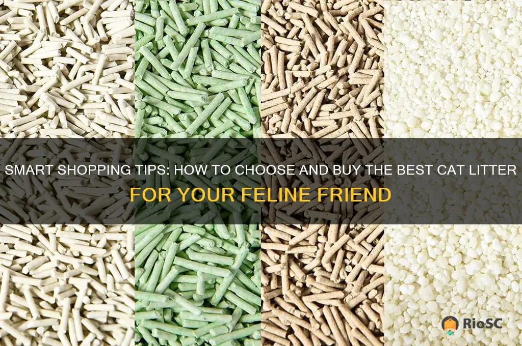 best way to buy cat litter