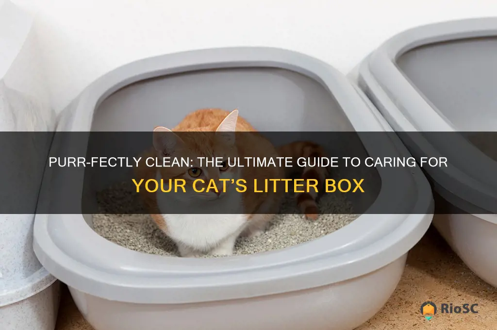 best way to care for cat litter