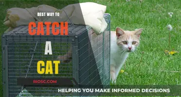 Purr-fecting the Art of Cat Catching: A Guide for Feline Friends