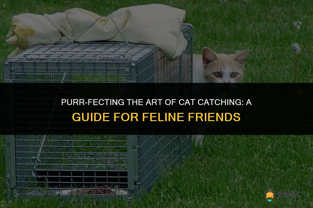 best way to catch a cat