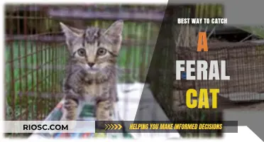 Humane Strategies for Safely Trapping and Managing Feral Cats in Urban Environments
