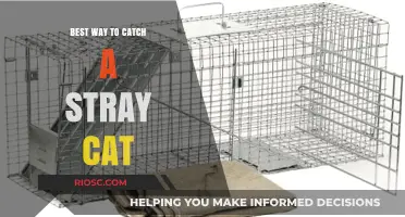 Compassionate Strategies for Safely Catching a Stray Cat