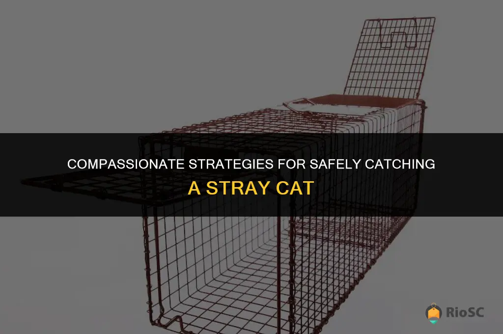 best way to catch a stray cat