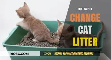 Efficient and Hygienic Tips for Changing Cat Litter: A Step-by-Step Guide