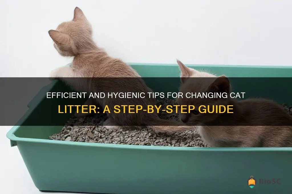 best way to change cat litter