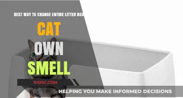 Effective Strategies to Eliminate Your Cat's Smell from the Entire Litter Box