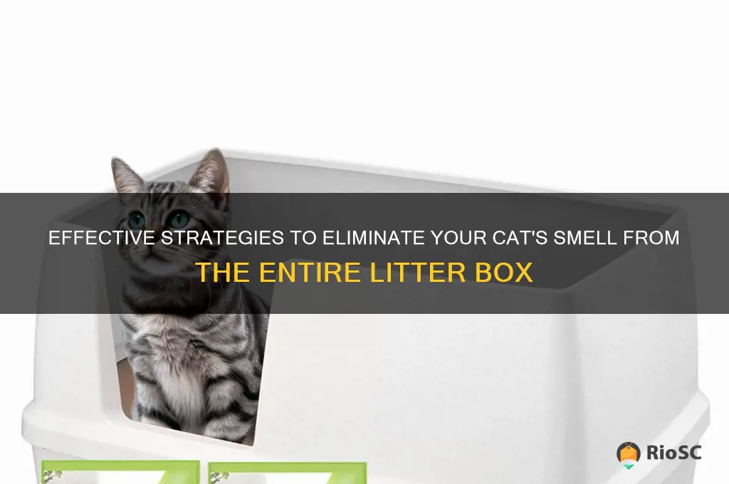 best way to change entire litter box cat own smell