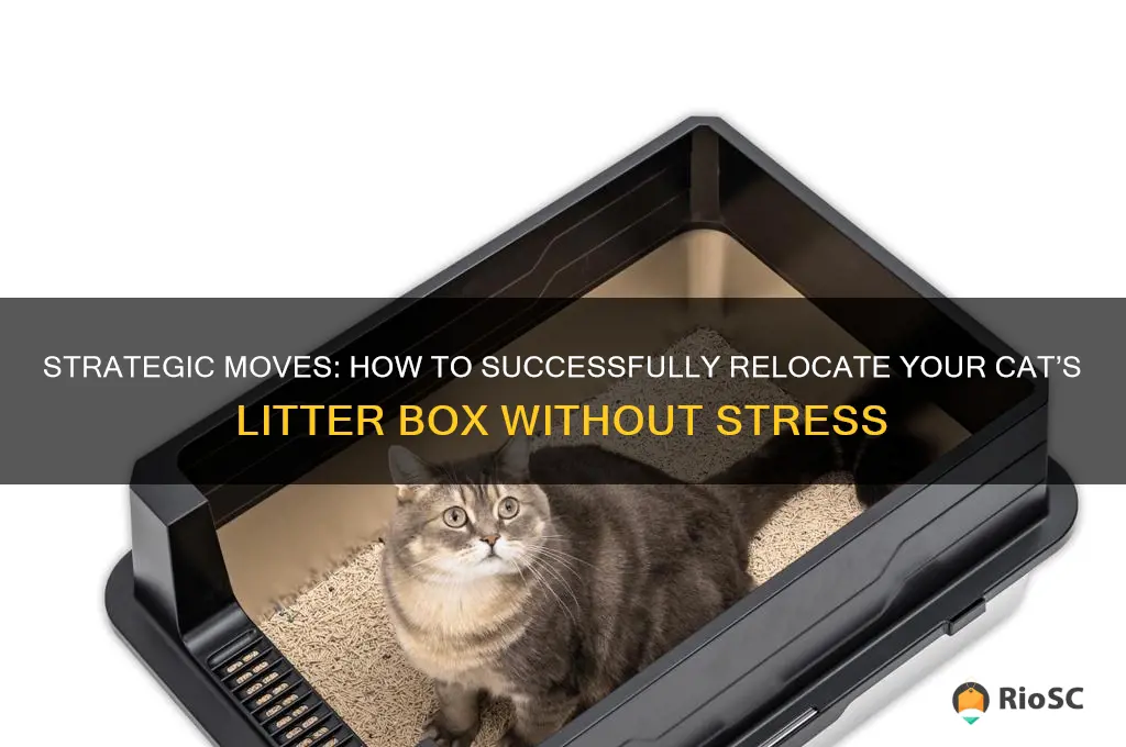 best way to change location of cat litter box