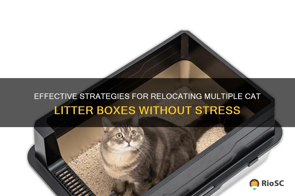 best way to change location of multiple cat litter box