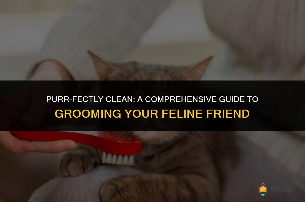 best way to clean a cat
