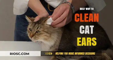 Purr-fectly Clean: A Gentle Guide to Caring for Your Cat's Ears