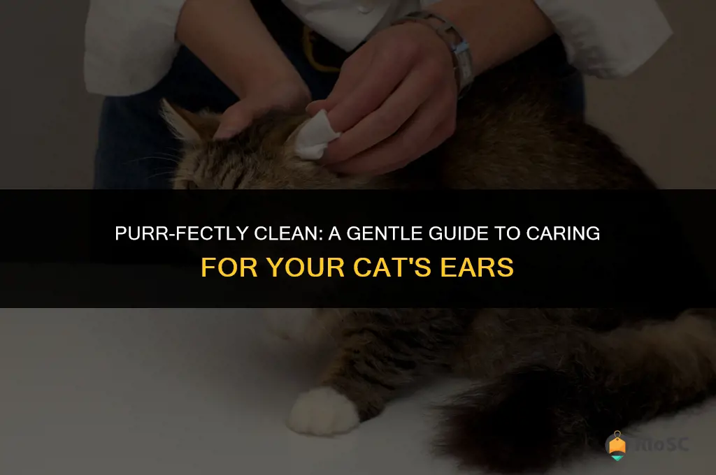 best way to clean cat ears