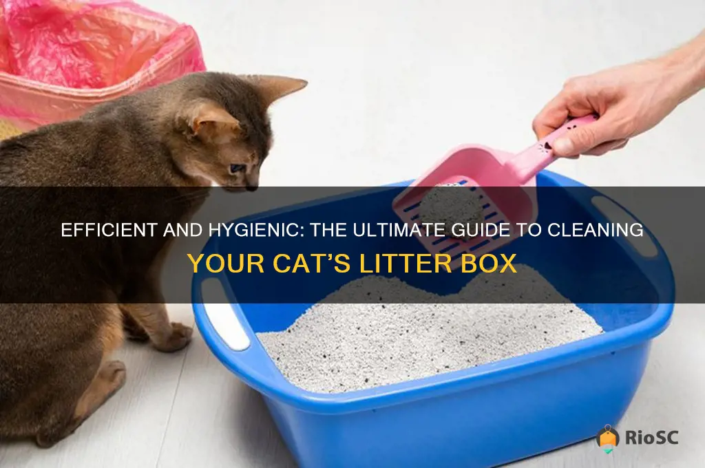 best way to clean cat litter box