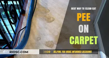 Effective Methods for Removing Cat Urine Stains from Carpets
