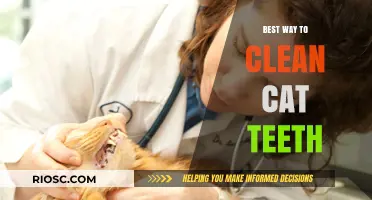 Purr-fectly Clean: A Guide to Maintaining Your Cat's Dental Health