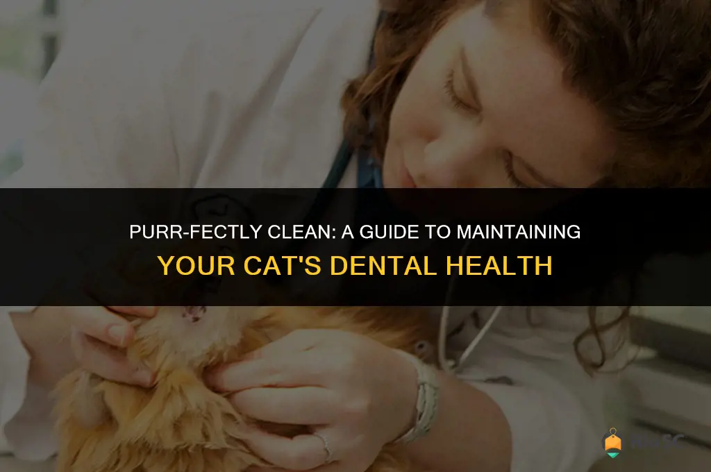 best way to clean cat teeth