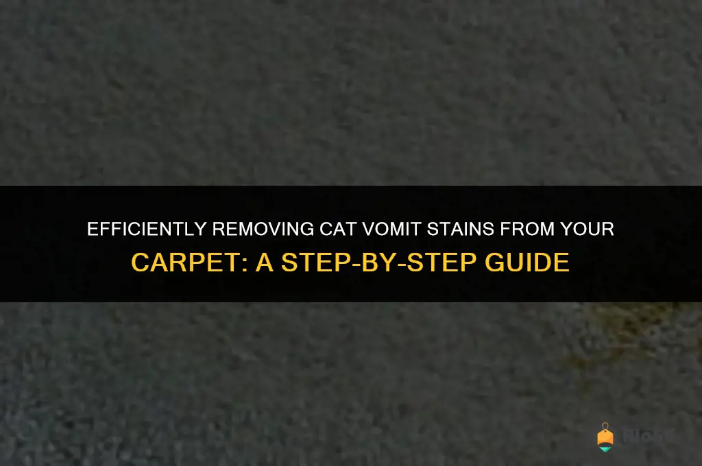 best way to clean cat vomit from carpet
