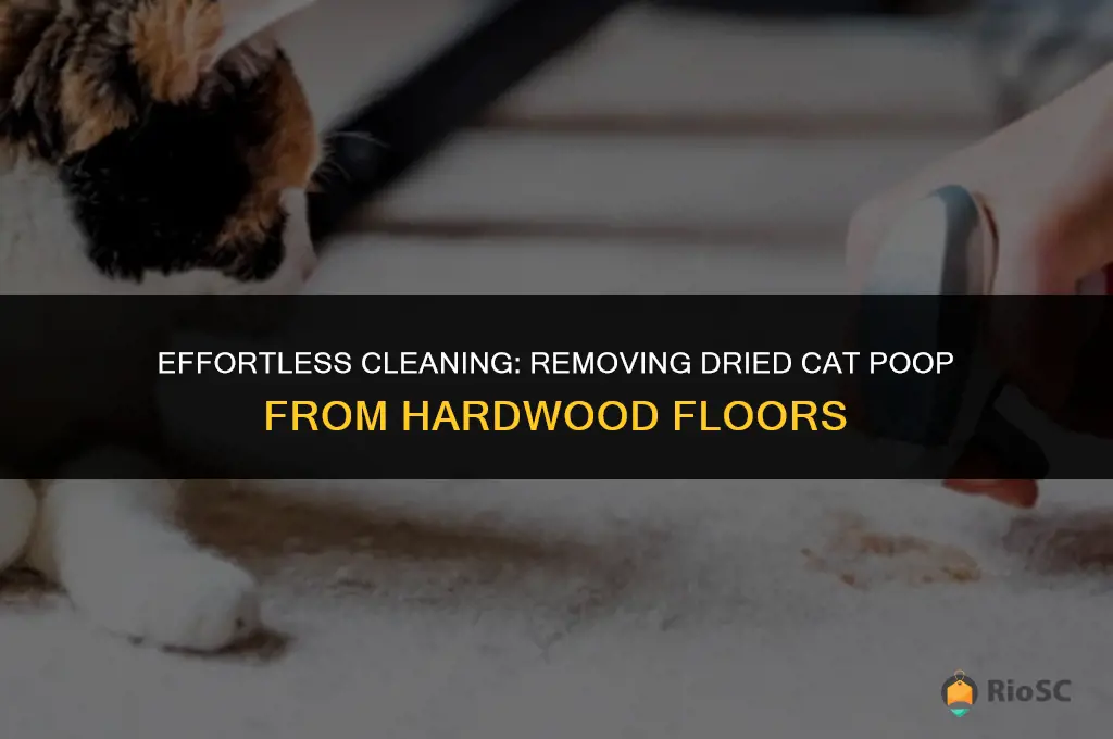 best way to clean dried cat poop from hardwood floors