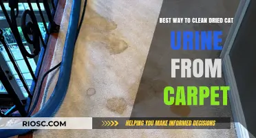Effective Methods for Removing Dried Cat Urine Stains from Carpets