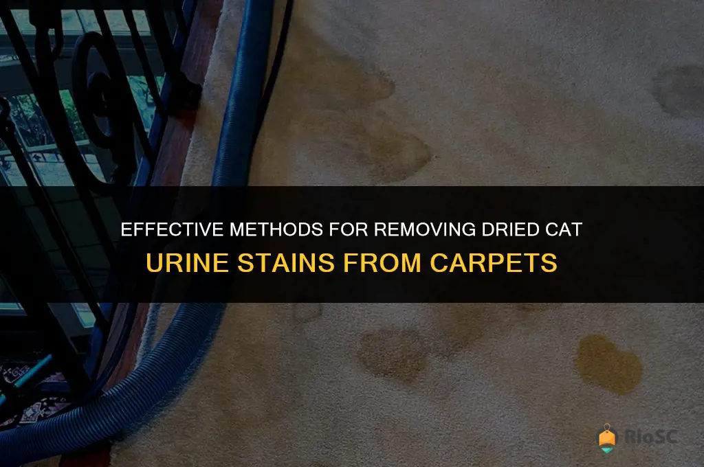 best way to clean dried cat urine from carpet