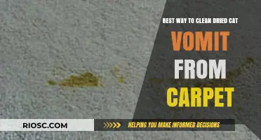 Effective Methods for Removing Dried Cat Vomit from Carpets