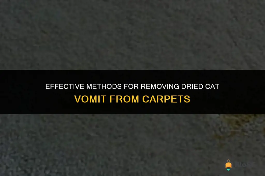 best way to clean dried cat vomit from carpet