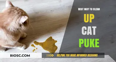 Efficiently Cleaning Up Cat Vomits: Tips and Tricks