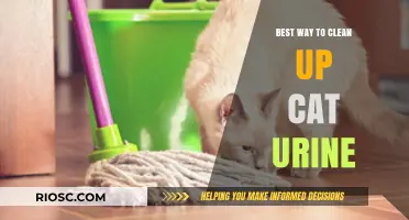 Effective Methods for Cleaning Cat Urine: A Comprehensive Guide