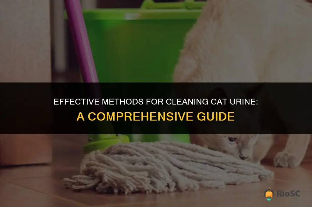 best way to clean up cat urine