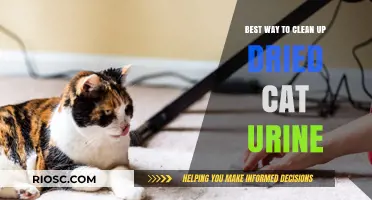 Effective Methods for Removing Dried Cat Urine Stains and Odors