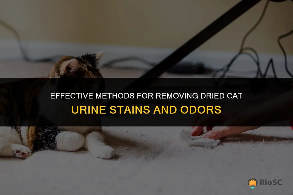 best way to clean up dried cat urine