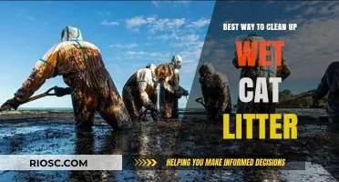 Quick and Effective Methods to Clean Up Wet Cat Litter: A Step-by-Step Guide