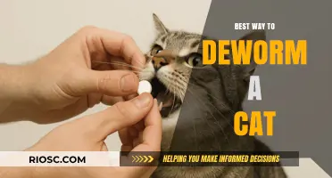 Effective Deworming Strategies for Your Feline Friend