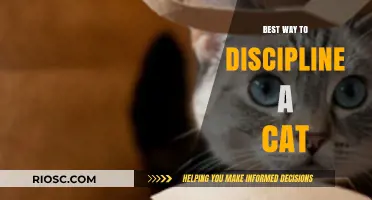 Effective Strategies for Disciplining Your Feline Friend