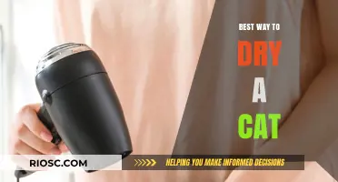 Purr-fectly Dry: The Gentle Guide to Drying Your Feline Friend
