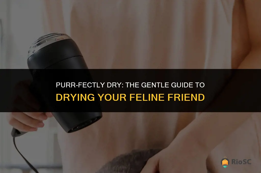 best way to dry a cat