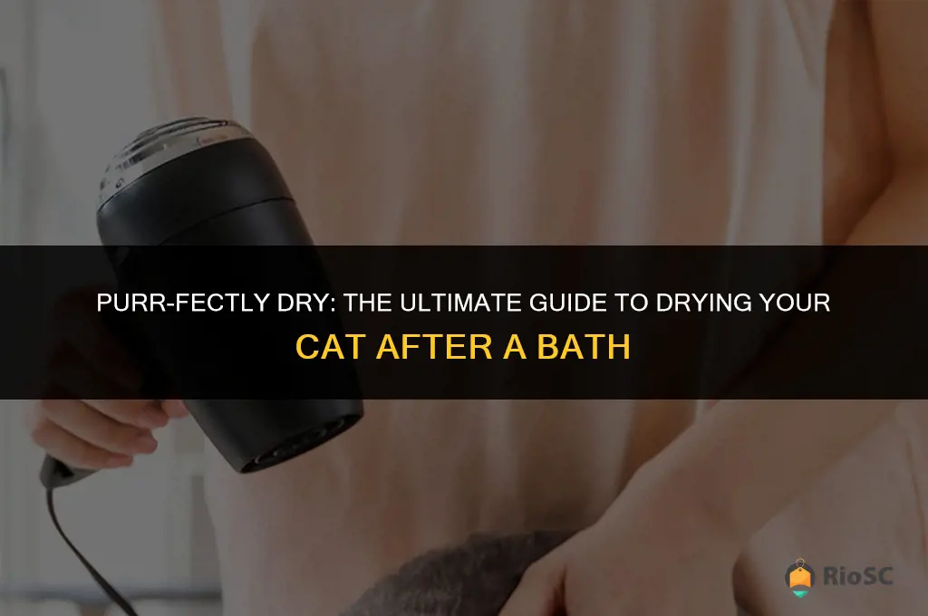 best way to dry your cat after bath