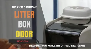 Effective Strategies to Banish Cat Litter Box Odor for Good
